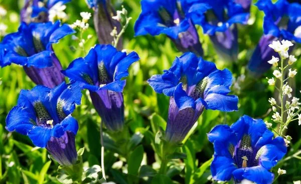 gentian extract