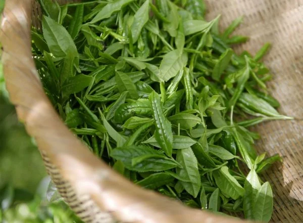 green tea extract