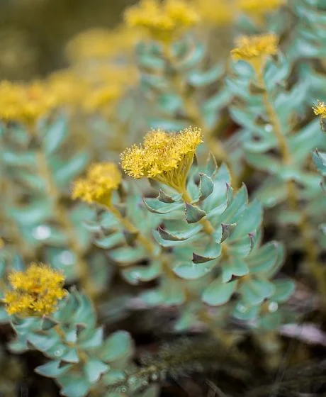 rhodiola rosea