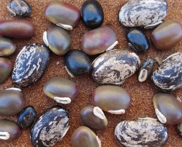 velvet beans seed extract