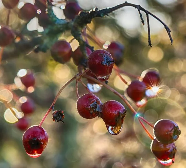 hawthorn berry