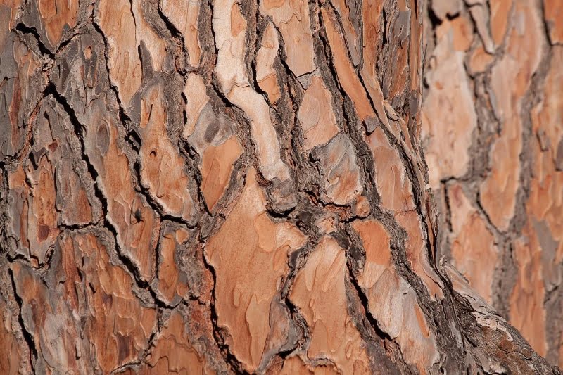 best testosterone booster herbs pine bark