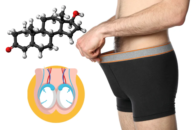 Where Is Testosterone Produced in the Body? (Explained in Detail) 2